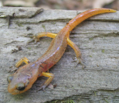 Ensatina